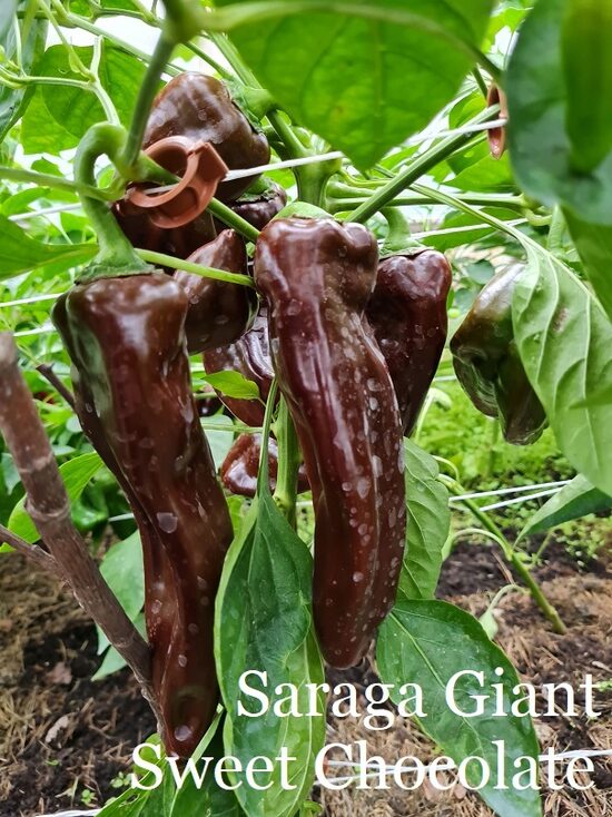 Saraga Giant Sweet Chocolate (paprikas stāds podiņā)